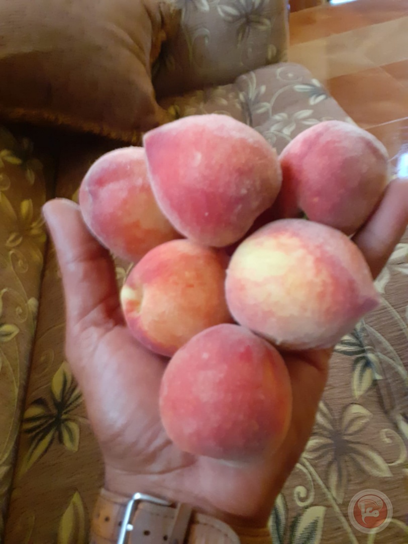"خوخ غزة" يعتمد على الأمطار ويقاوم التجريف