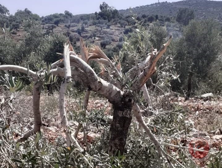 مستوطنون يقتلعون مئات أشجار زيتون في نابلس وسلفيت 