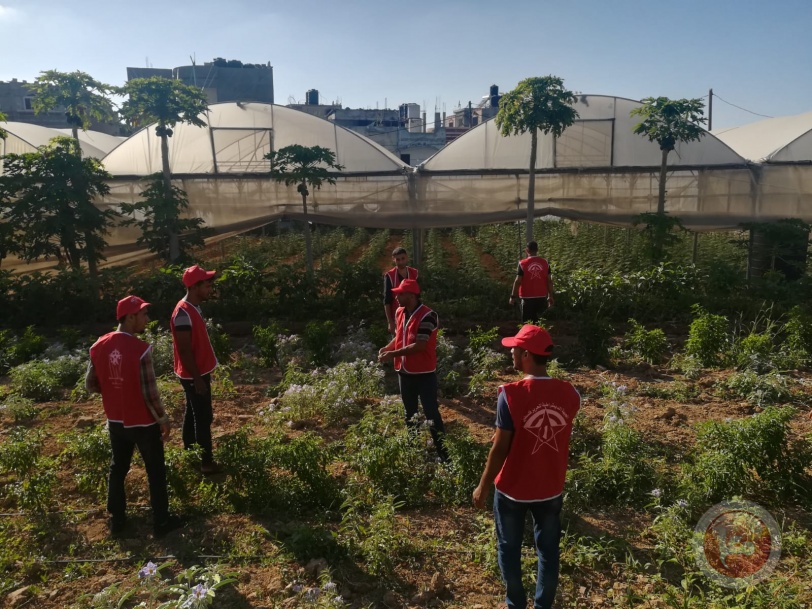 يوم تطوعي لـ«الوحدة العمالية» لإسناد ومساعدة المزارعين في شمال القطاع