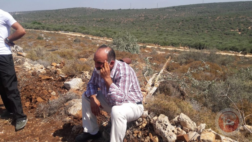 صور- الاحتلال يقتلع 200 شجرة زيتون في سلفيت