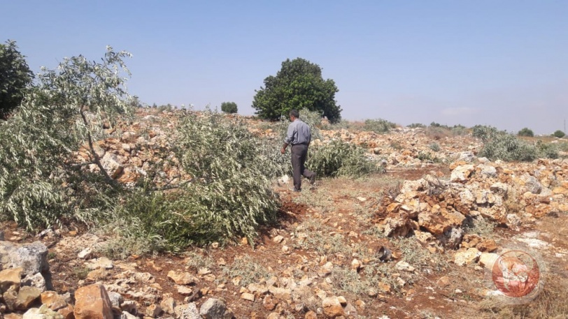 صور- الاحتلال يقتلع 200 شجرة زيتون في سلفيت