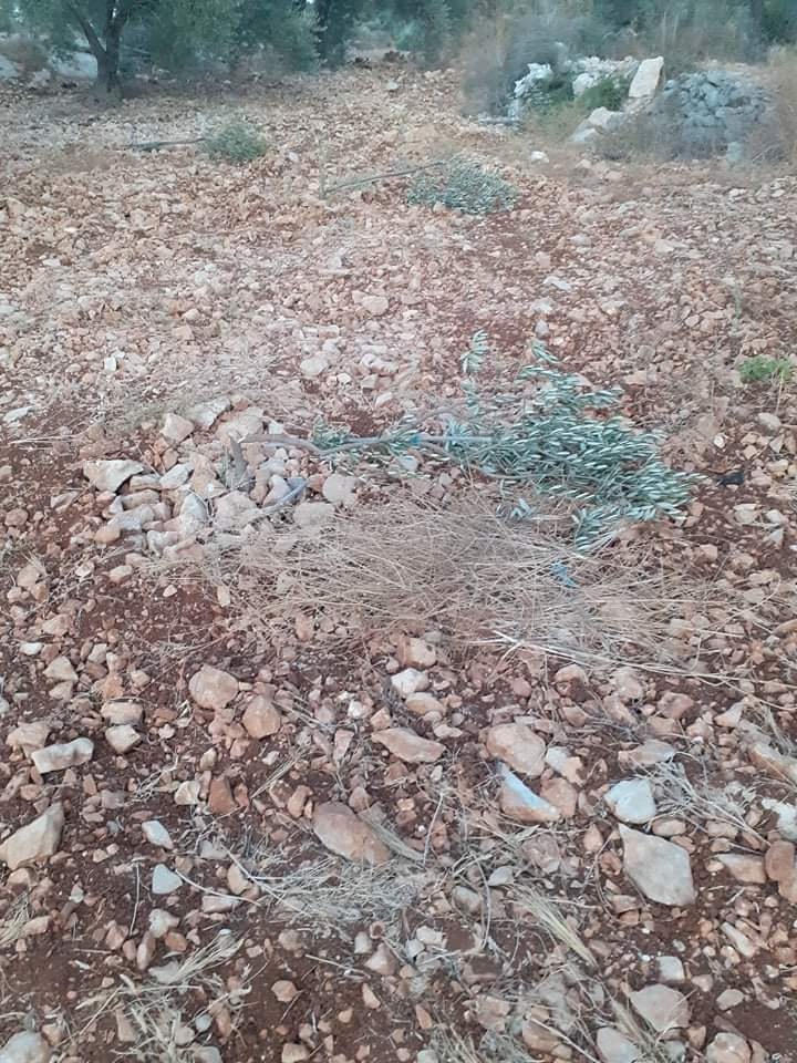مستوطنون يقتلعون 15 شجرة زيتون غرب سلفيت