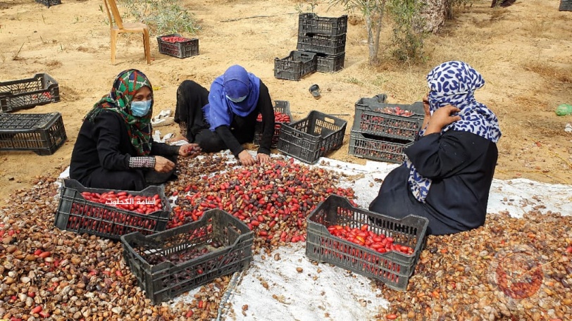 بالصور- غزة تحصد ثمار 150 الف نخلة