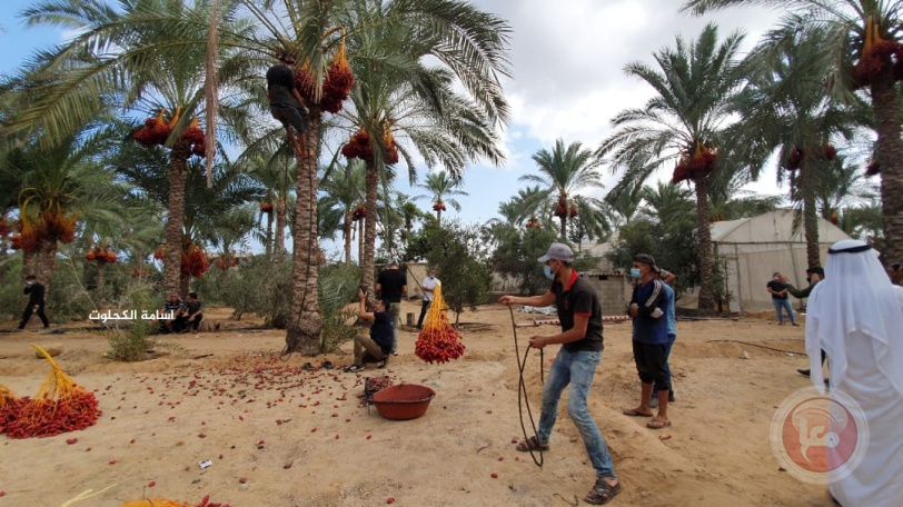 بالصور- غزة تحصد ثمار 150 الف نخلة