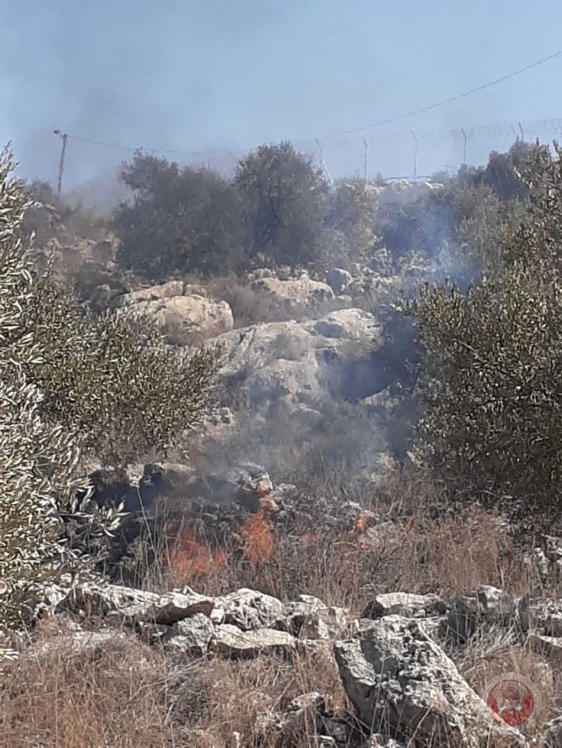 مستوطنو "ليشيم" يحرقون اشجار زيتون غرب سلفيت