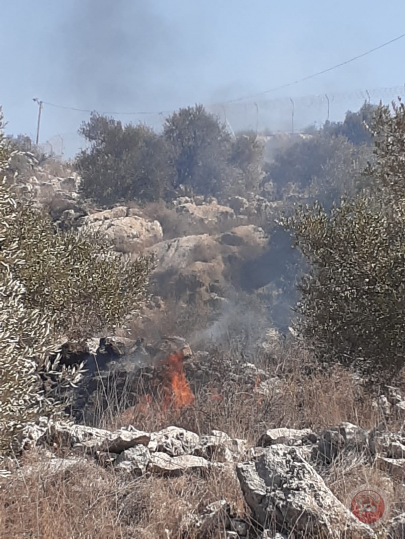 مستوطنو "ليشيم" يحرقون اشجار زيتون غرب سلفيت