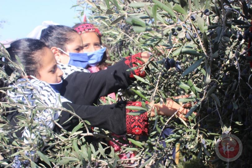 بالصور: غزة تبدأ بقطف ثمار زيتونها وتعصر زيتها