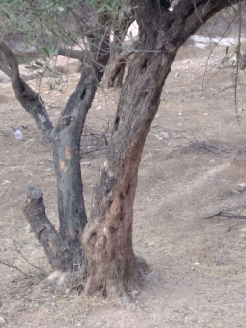 مستوطنون يسرقون ثمار اشجار زيتون في دير الحطب شرق نابلس