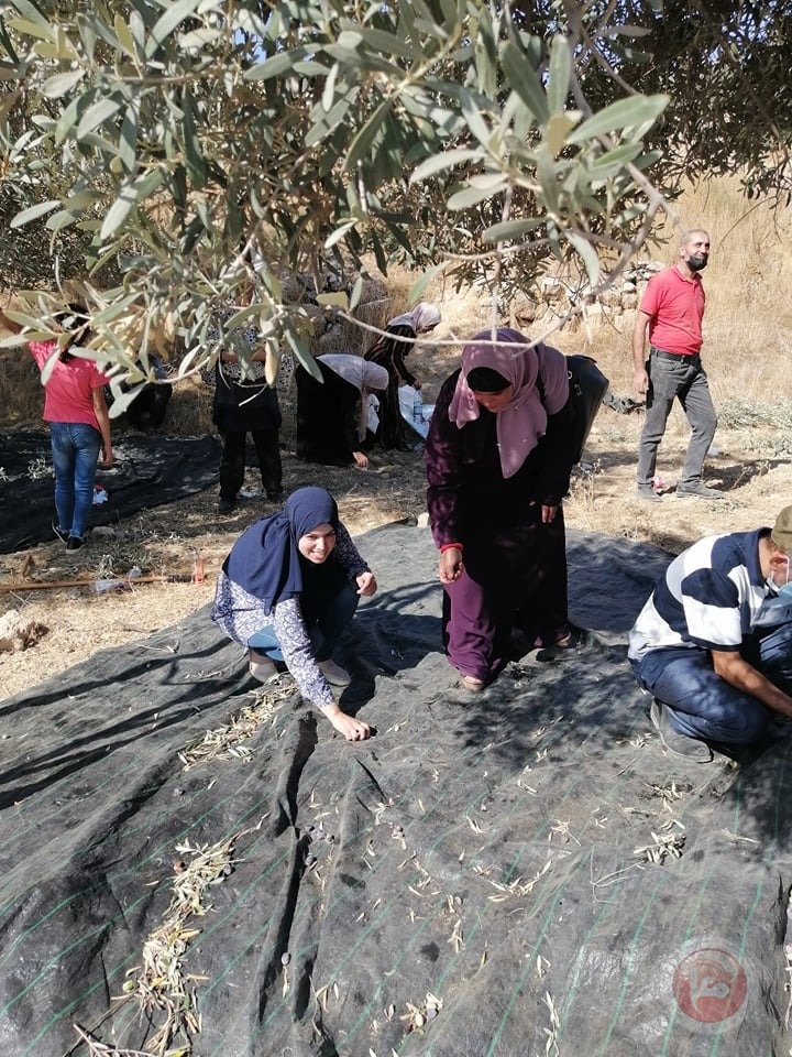 "الدفاع عن الخليل" تنظم يوم عمل تطوعي لقطف الزيتون في تل الرميدة