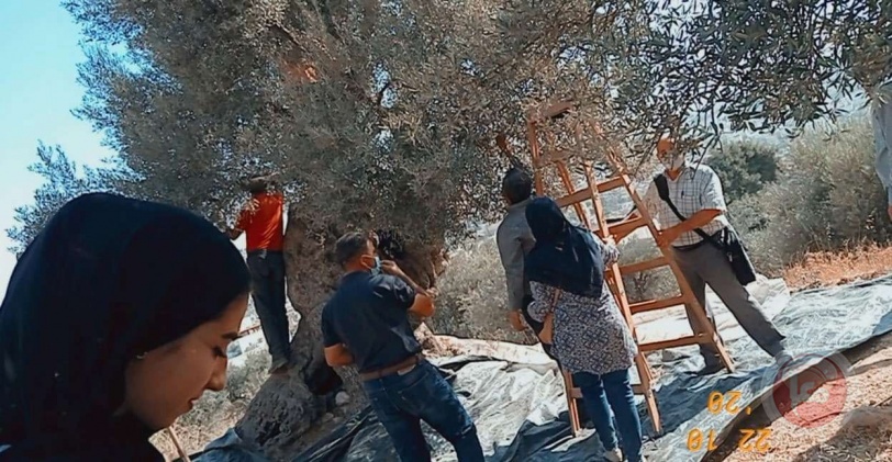 "الدفاع عن الخليل" تنظم يوم عمل تطوعي لقطف الزيتون في تل الرميدة