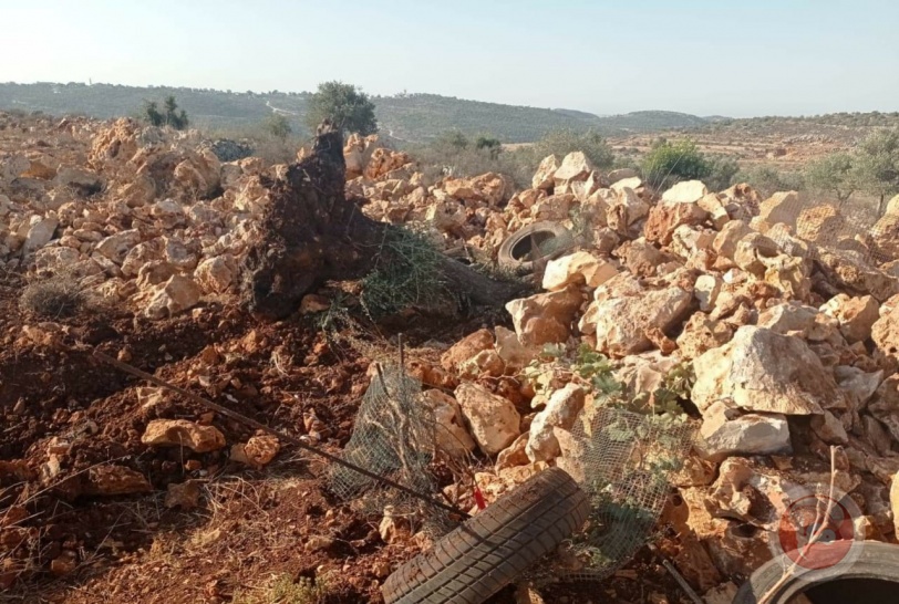 صور- الاحتلال يقتلع اشجار زيتون معمرة في سلفيت