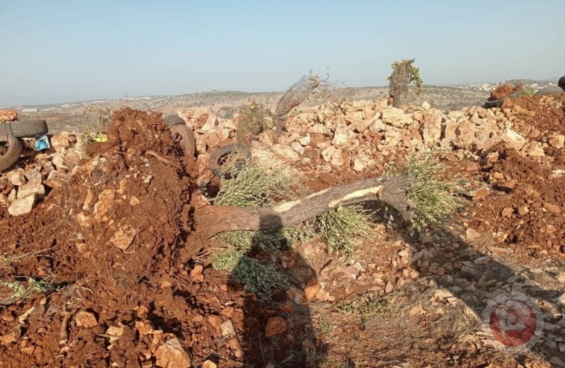 صور- الاحتلال يقتلع اشجار زيتون معمرة في سلفيت