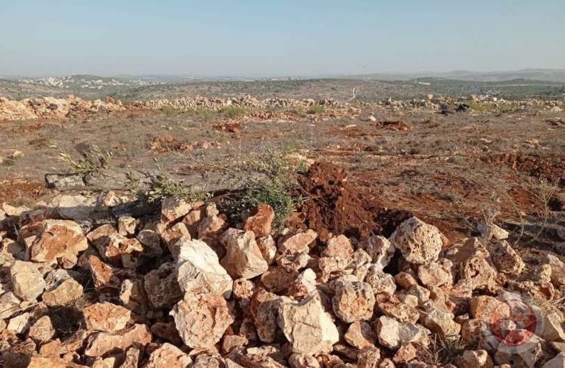 صور- الاحتلال يقتلع اشجار زيتون معمرة في سلفيت