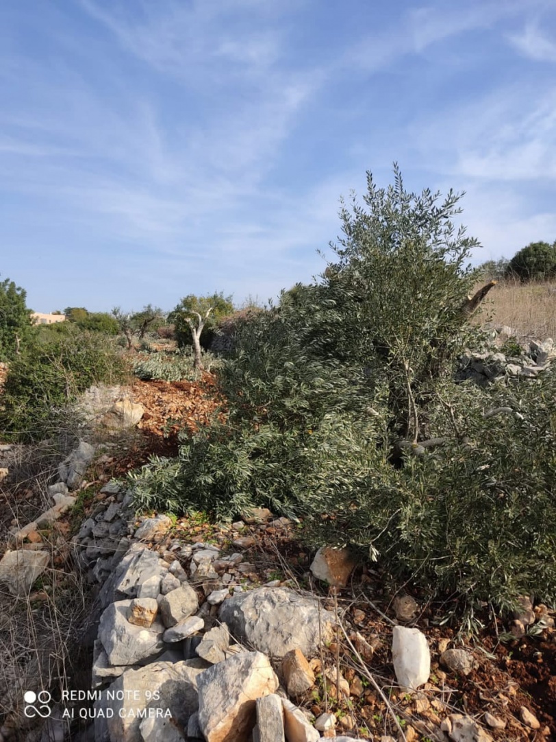 مستوطنون يقطعون أشجار زيتون معمّرة غرب سلفيت