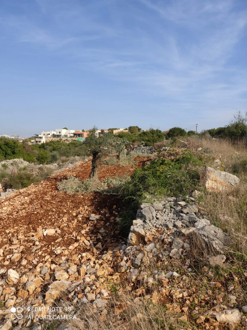 مستوطنون يقطعون أشجار زيتون معمّرة غرب سلفيت