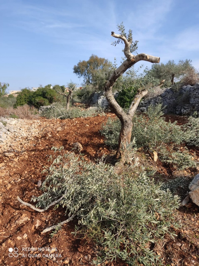مستوطنون يقطعون أشجار زيتون معمّرة غرب سلفيت