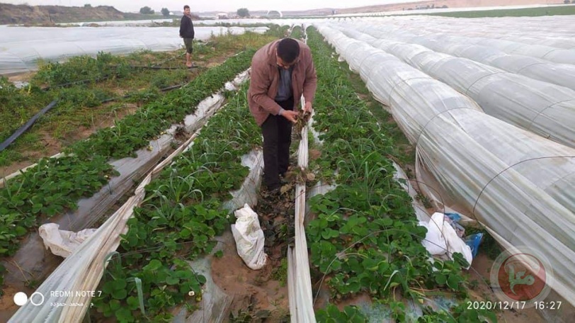 الزراعة: الامطار تغمر محاصيل الخضار شمال القطاع