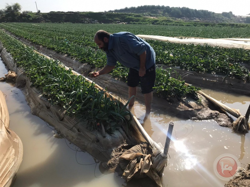 بالصور: مليون دولار أضرار المنخفض في مزارع التوت الارضي شمال القطاع