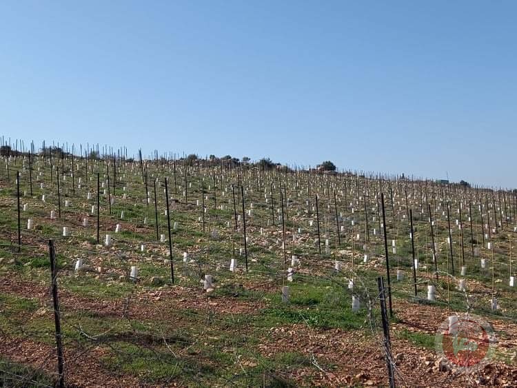 مستوطنون يعتدون على أراض المواطنين غرب سلفيت