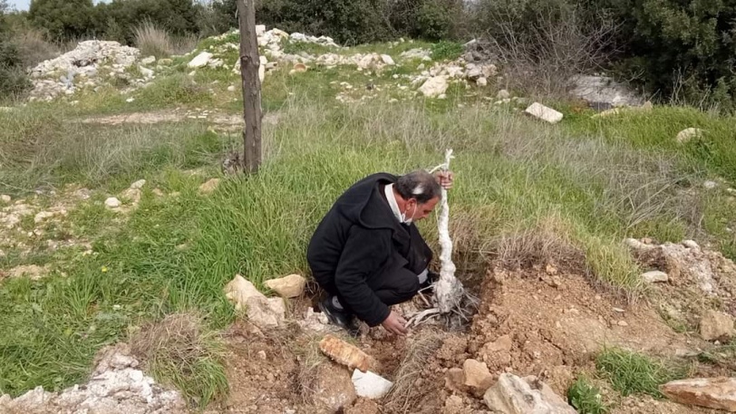 الاحتلال يجرف اراض ويقتلع عشرات أشجار الزيتون في بيت أمر