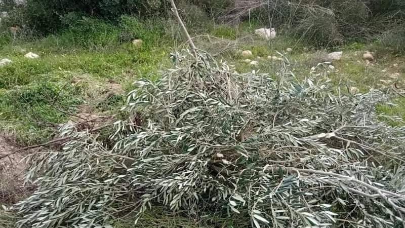 الاحتلال يجرف اراض ويقتلع عشرات أشجار الزيتون في بيت أمر