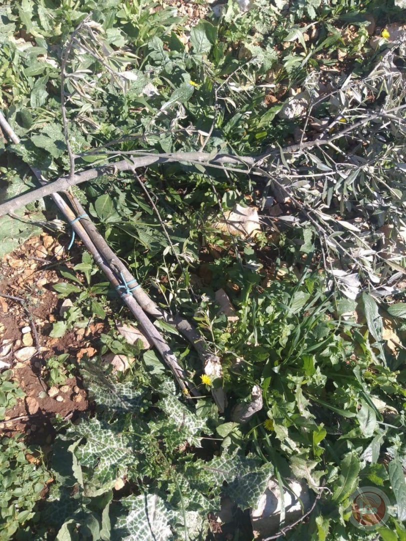 إقتلاع وتكسير عشرات أشجار الزيتون غرب سلفيت