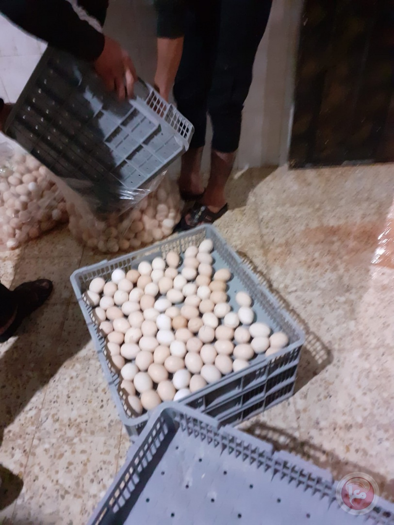 صور- الزراعة بغزة تُتلف شحنة "بيض مُخصّب"