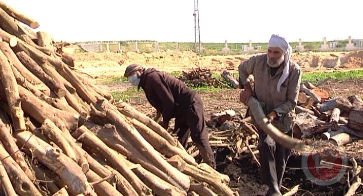 الحطاب- 45 عاما في صناعة الفحم بغزة