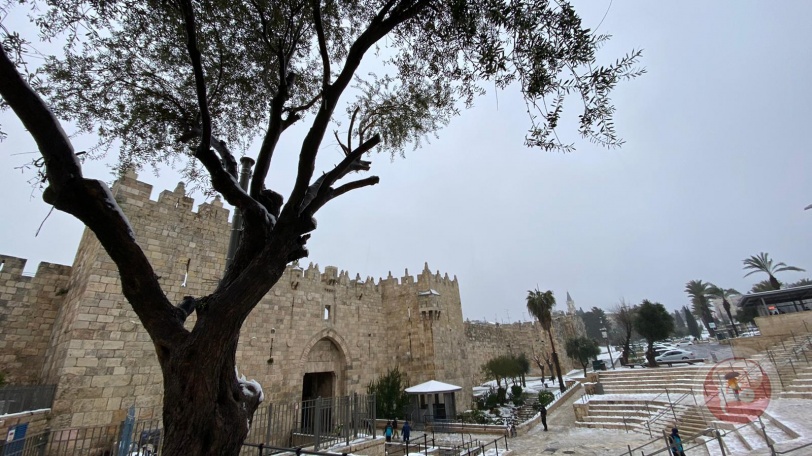 صور- الزائر الأبيض يزين القدس ويبهج أهلها