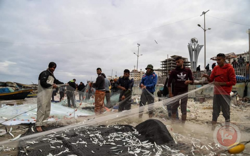 صيادو غزة يصطادون كميات وفيرة من الأسماك
