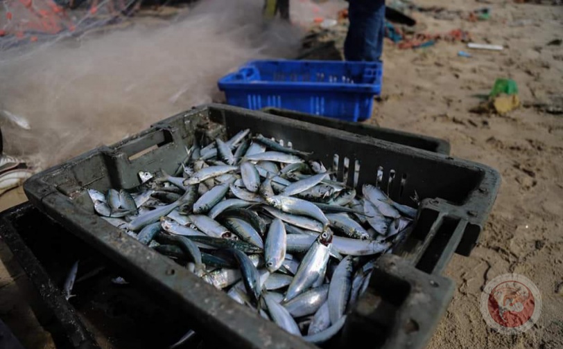 صيادو غزة يصطادون كميات وفيرة من الأسماك