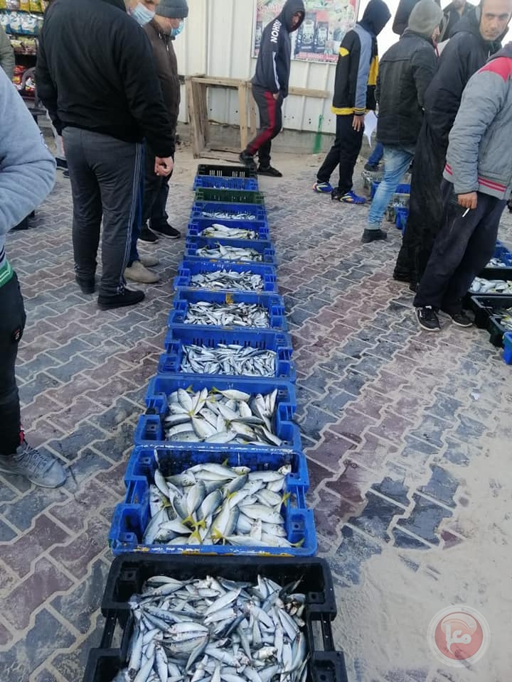 غزة: 65 طناً من الأسماك تم اصطيادها بعد المنخفض الأخير (صور)