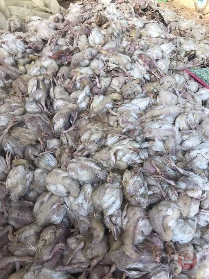 حريق بمزرعة دواجن يؤدي لنفوق 6 ألاف صوص