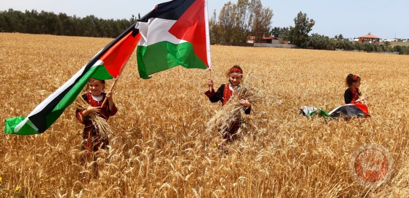 الزراعة بغزة تفتتح موسم حصاد القمح للعام 2020-2021