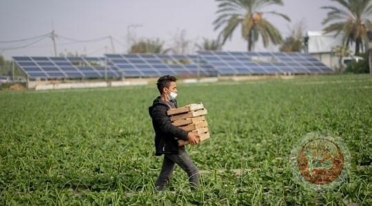 انخفاض كبير في أسعار الخضروات بغزة بعد منعها من التصدير