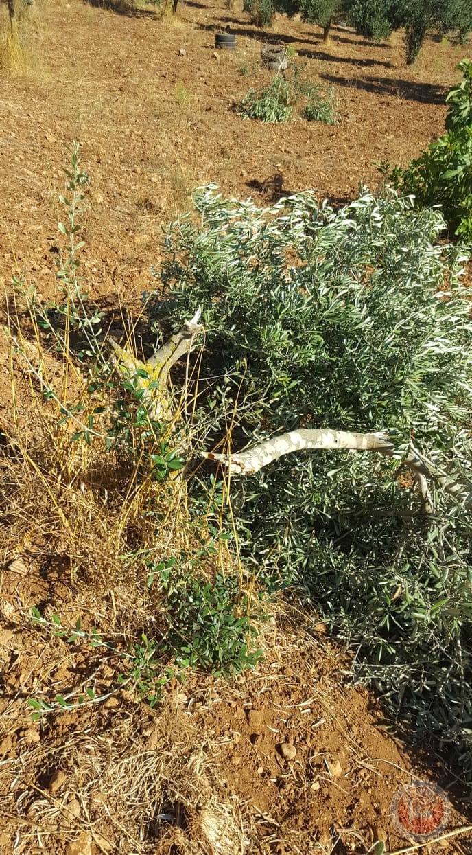 مستوطنون يقتلعون أشجار زيتون جنوب نابلس