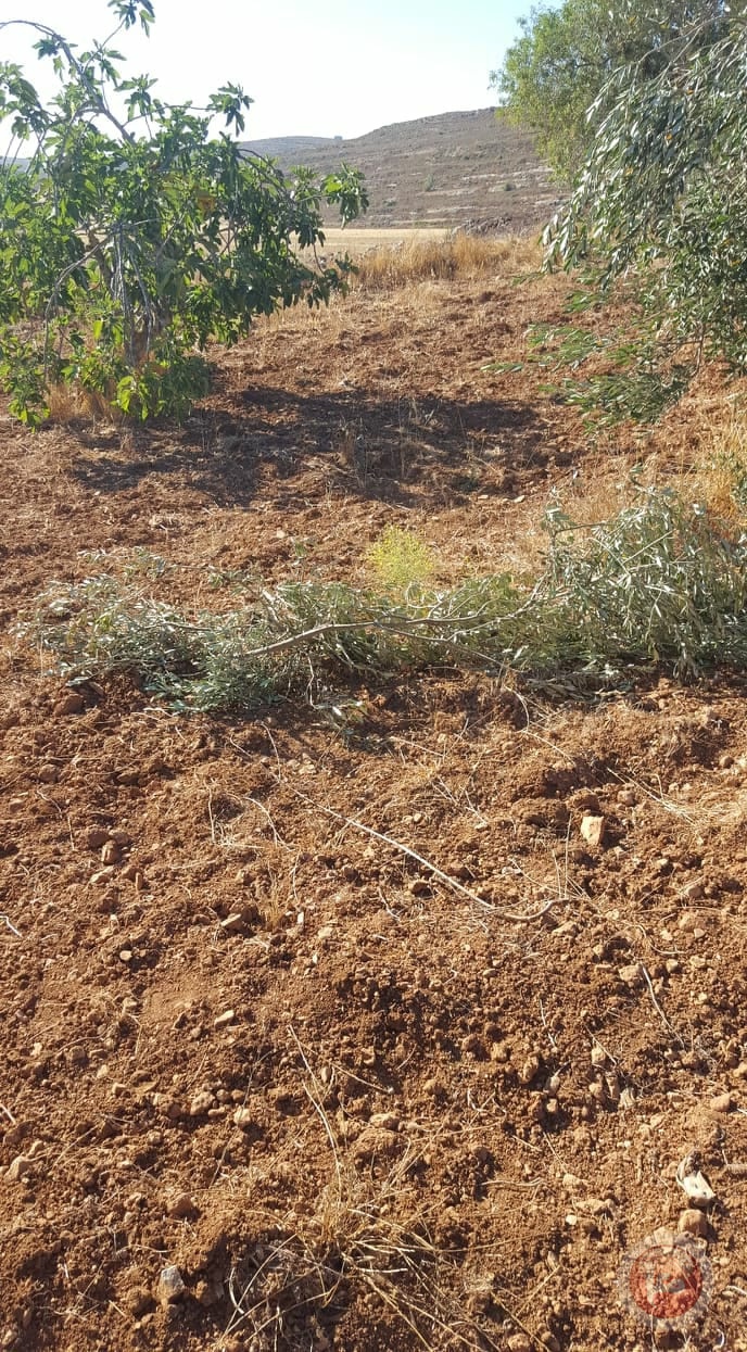 مستوطنون يقتلعون أشجار زيتون جنوب نابلس