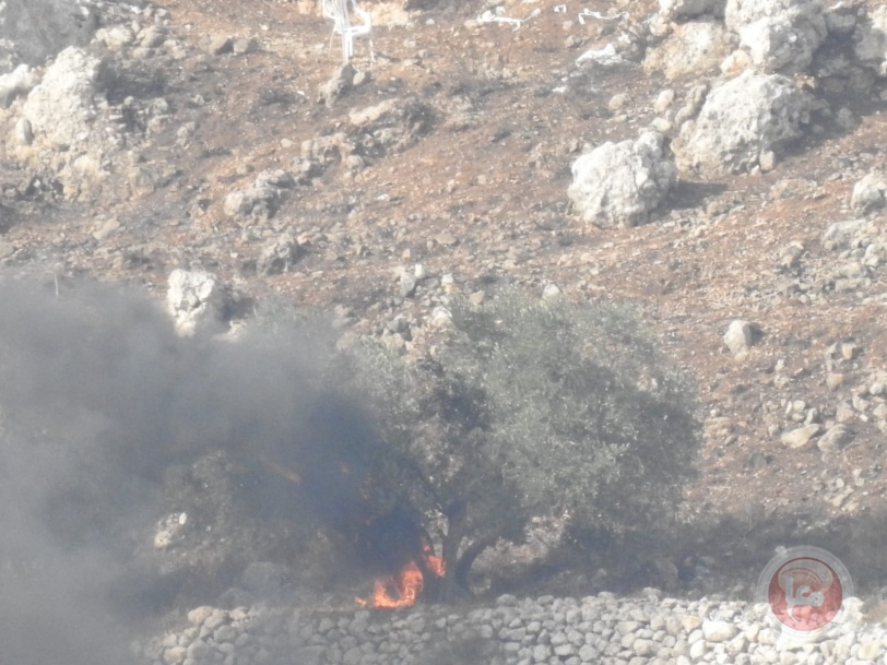 صور- مستوطنون يضرمون النار بأشجار الزيتون جنوب نابلس