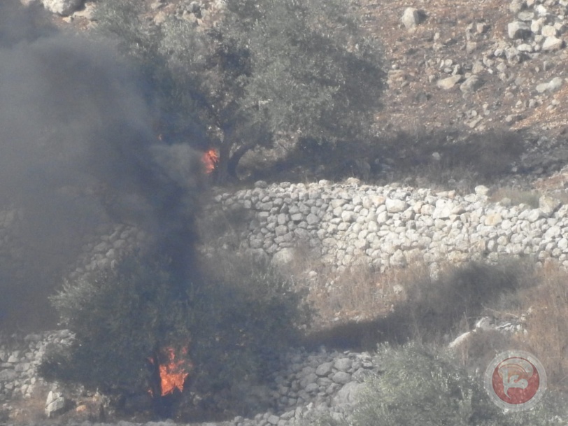صور- مستوطنون يضرمون النار بأشجار الزيتون جنوب نابلس