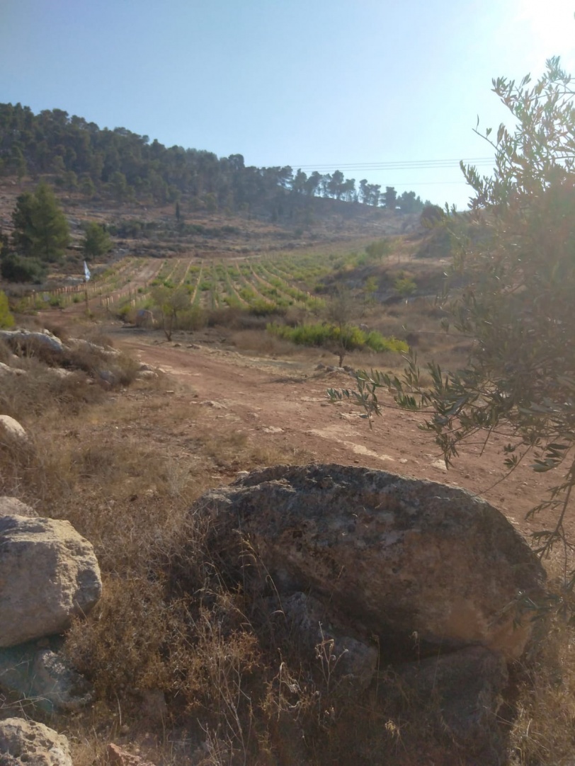 مستوطنون يسرقون مئات اشجار الزيتون في نابلس