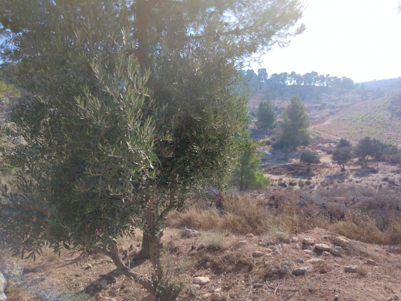 مستوطنون يسرقون مئات اشجار الزيتون في نابلس