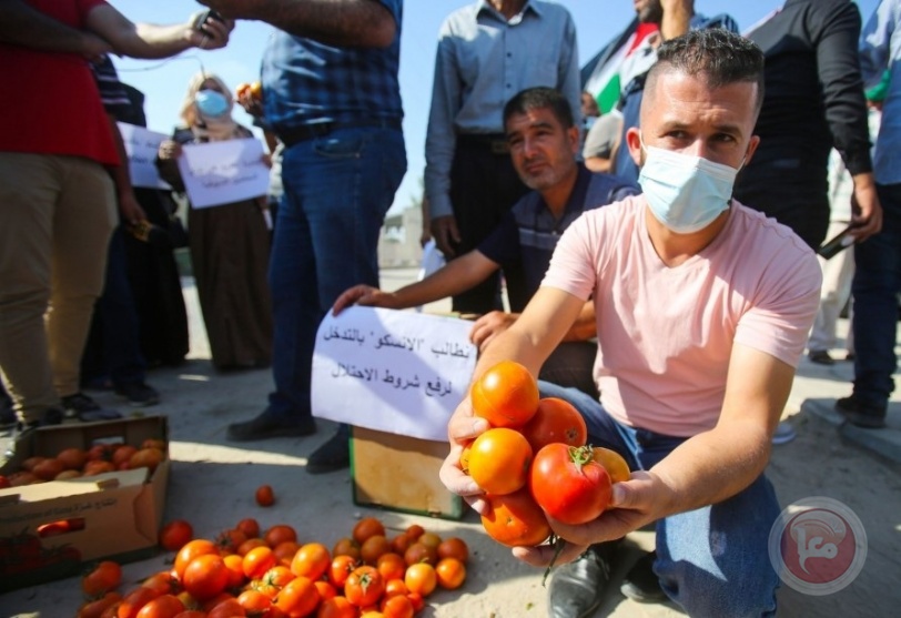 غزة- المزارعون يحتجون على شروط الاحتلال لتصدير البندورة
