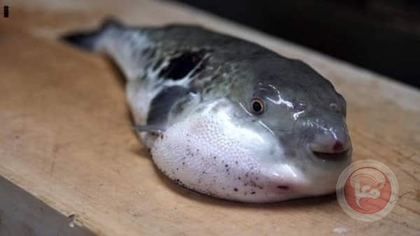 "سمكة الارنب" تخدع الصيادين بغزة