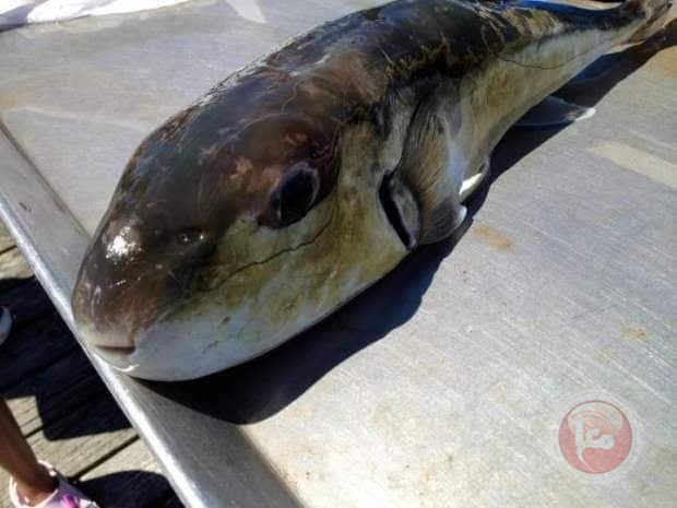 "سمكة الارنب" تخدع الصيادين بغزة