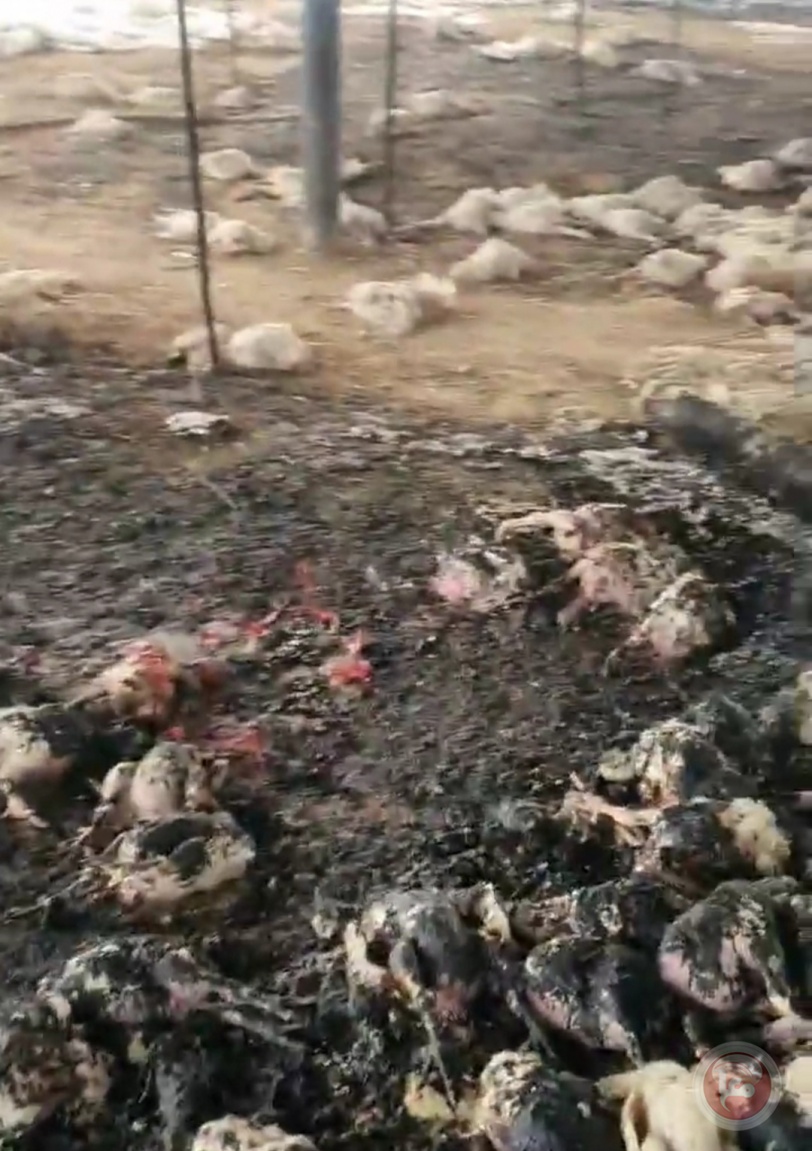 حريق في مزرعة بالمغازي يؤدي إلى نفوق 3500 دجاجة 