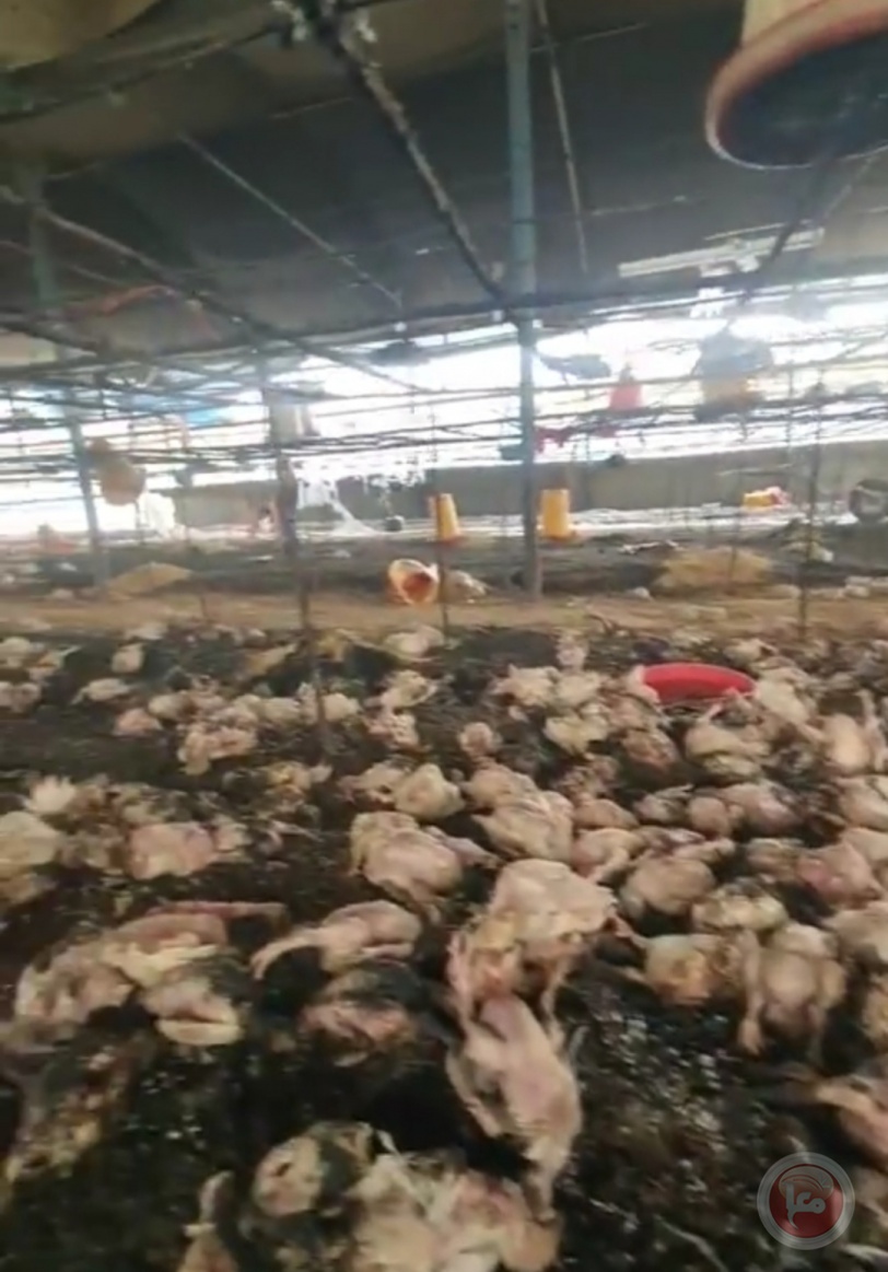 حريق في مزرعة بالمغازي يؤدي إلى نفوق 3500 دجاجة 