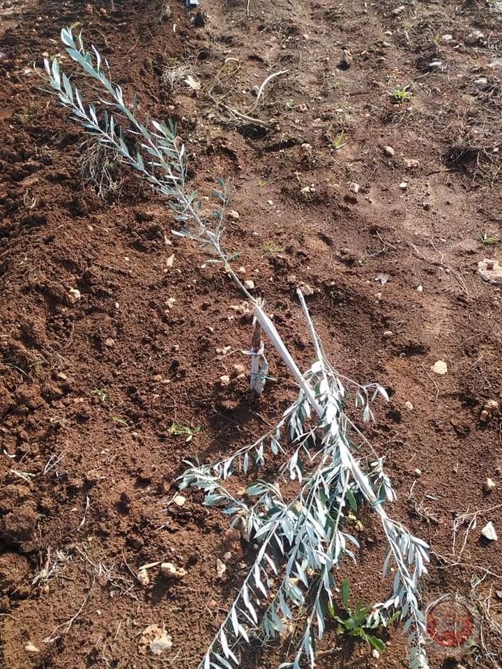 صور- مستوطنون يقتلعون عشرات أشجار الزيتون غرب سلفيت