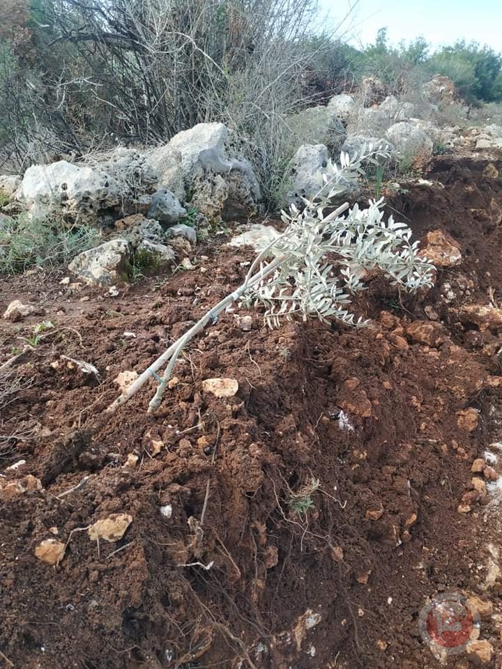 صور- مستوطنون يقتلعون عشرات أشجار الزيتون غرب سلفيت