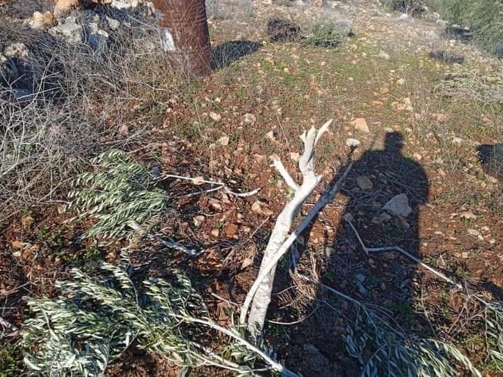 مستوطنون يقتلعون 90 شجرة زيتون في بديا وياسوف بمحافظة سلفيت