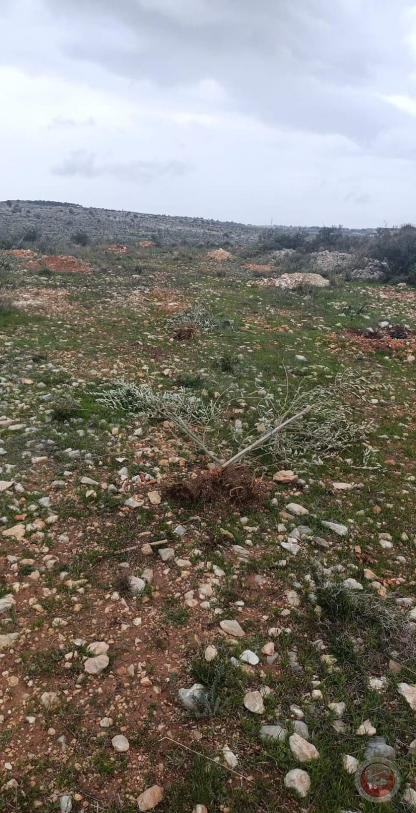 مستوطنون يقتلعون ويكسرون 110 غرسات زيتون غرب سلفيت